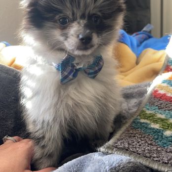 Puppy house - This is meeko blue merle pomeranian - Pet Stores Near Me - Washington, Utah Puppy house - This is meeko blue merle pomeranian - Pet Stores Near Me - Washington, Utah