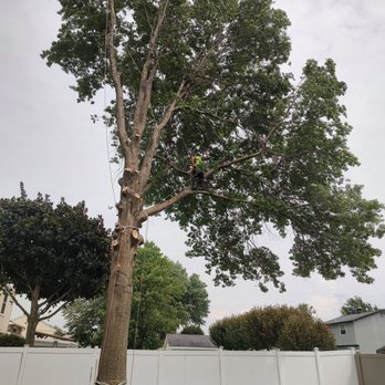 Four Seasons Tree Service - Tight spot - fences & pools all 3 sides of property! - Tree Services Near Me Four Seasons Tree Service - Tight spot - fences & pools all 3 sides of property! - Tree Services Near Me