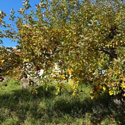 Poverty Lane Orchards - One of many apple trees. High quality!