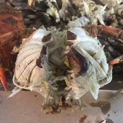 Parkville Crabs - Does this look like a freshly made crab????