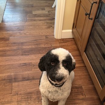Just Dawgin' It - Pet Groomers Near Me - Concord, California