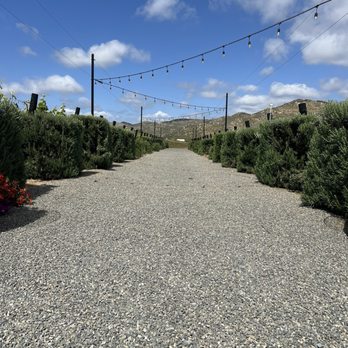 Trevista Vineyards - Wine Tasting Room Near Me - Ensenada, BCN Trevista Vineyards - Wine Tasting Room Near Me - Ensenada, BCN
