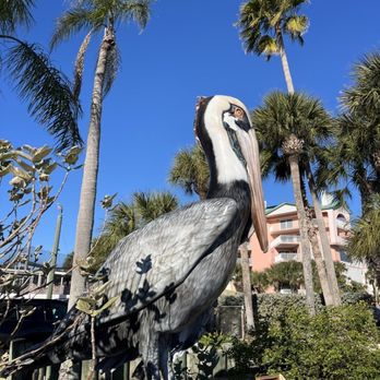 Seaside Seabird Sanctuary - Animal Shelters Near Me - Indian Shores, Florida Seaside Seabird Sanctuary - Animal Shelters Near Me - Indian Shores, Florida