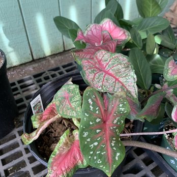 Kula True Value Hardware & Nursery - Caladium bicolor - Hardware Stores Near Me - Kula, Hawaii Kula True Value Hardware & Nursery - Caladium bicolor - Hardware Stores Near Me - Kula, Hawaii