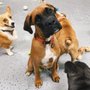 Photo of 4 Pawz Only