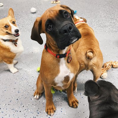 4 PAWZ ONLY - Updated June 2026 - 100 Photos & 19 Reviews - 1830 45th