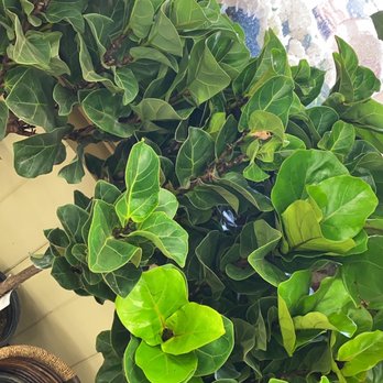 Armstrong Garden Centers - Fiddle-leaf Fig Bambino - Nurseries & Gardening Near Me - Monrovia, California