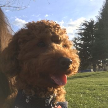 Idaho Jewels Poodles - Bruno - Pet Breeders Near Me Idaho Jewels Poodles - Bruno - Pet Breeders Near Me