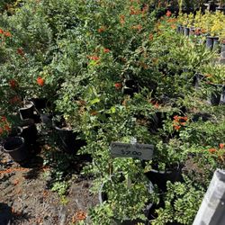 Martinez Nursery
