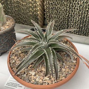 LA Succulents - Nurseries & Gardening Near Me - Lake View Terrace, California LA Succulents - Nurseries & Gardening Near Me - Lake View Terrace, California
