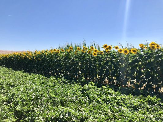 Del Bosque Farms by null