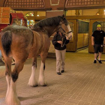 Budweiser Brewery Experience - Clydesdale - Beer Tours Near Me - Saint Louis, Missouri