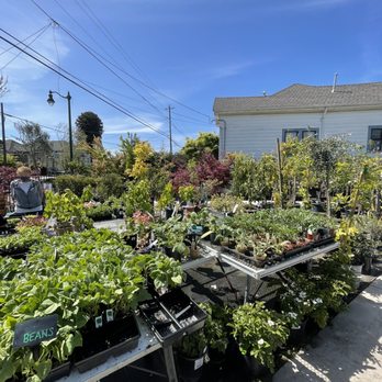 Encinal Nursery - Nurseries & Gardening Near Me - Alameda, California