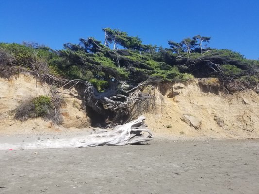 Kalaloch Campground by null