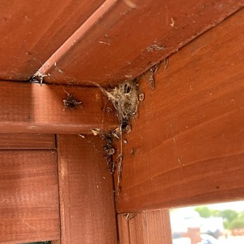 Greene Pest Control - Spider web/nest - Pest Control Near Me - Chula Vista, California
