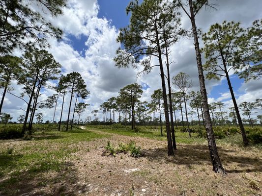 Highlands Hammock State Park by null