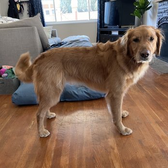 Mr Groomer Mobile - Pet Groomers Near Me Mr Groomer Mobile - Pet Groomers Near Me