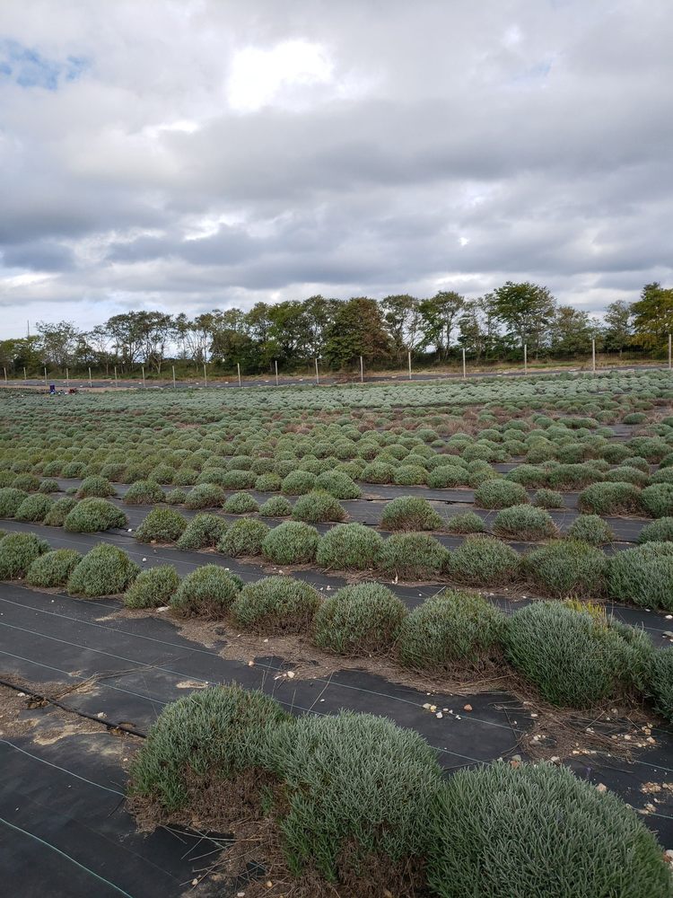 LAVENDER BY THE BAY CALVERTON 48 Photos & 14 Reviews 3534 Middle