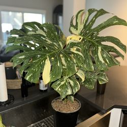 Paradise Acres Garden Center - Monstera Thai Constellation