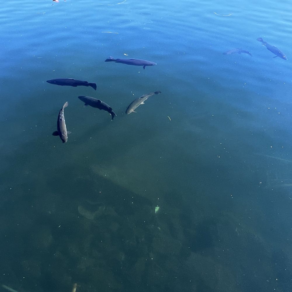Lake Arrowhead Village - Lots of large rainbow trout swimming around - Shopping Centers Near Me - Lake Arrowhead, California Lake Arrowhead Village - Lots of large rainbow trout swimming around - Shopping Centers Near Me - Lake Arrowhead, California