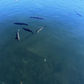Lake Arrowhead Village - Lots of large rainbow trout swimming around - Shopping Centers Near Me - Lake Arrowhead, California Lake Arrowhead Village - Lots of large rainbow trout swimming around - Shopping Centers Near Me - Lake Arrowhead, California