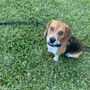 Photo of Sobaka Kai Dog Training