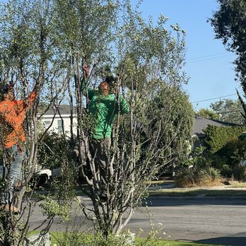 Deiby's Landscape - I have told him repeatedly to NOT CRAWL INTO MY TREES - He says he never has, but here he is during his last visit - liar! - Landscaping Near Me