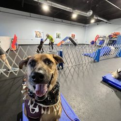 Zoom Room Dog Training - Smiling Dog doing command  "table" in front of agility equipment