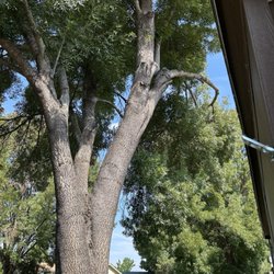 J & J Tree Service - Tree before