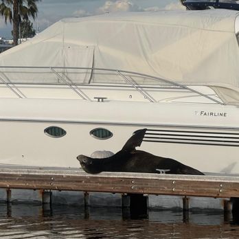 Sunset Aquatic Shipyard - I was as relaxed as this seal With Sunset Aquatic at the helm   Thank you everyone - Boat Repair Near Me - Sunset Beach, California