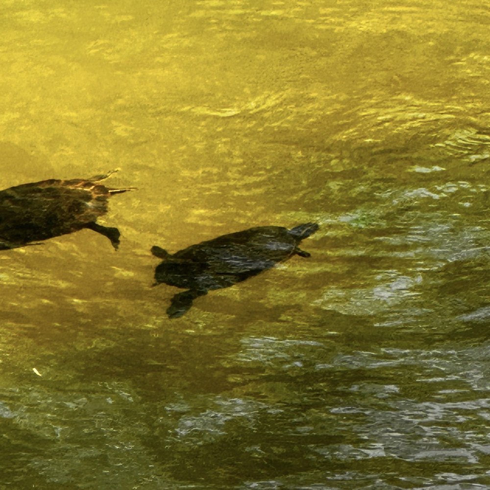 LakeHouse Restaurant - Saw lots of turtles while dining - New American Near Me - Lake Lure, North Carolina LakeHouse Restaurant - Saw lots of turtles while dining - New American Near Me - Lake Lure, North Carolina