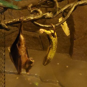 Oregon Zoo - Bat - Zoos Near Me - Portland, Oregon