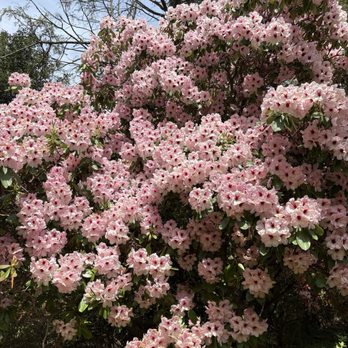 Kinney Azalea Gardens - Botanical Gardens Near Me - South Kingstown, Rhode Island Kinney Azalea Gardens - Botanical Gardens Near Me - South Kingstown, Rhode Island