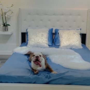 Z Pet Hotels - Peggy at Z pet Hotel. - Pet Boarding Near Me - Las Vegas, Nevada Z Pet Hotels - Peggy at Z pet Hotel. - Pet Boarding Near Me - Las Vegas, Nevada