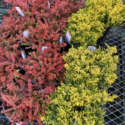 Monkey Business 101 - Beautiful Deer Resistant Heathers are instock.