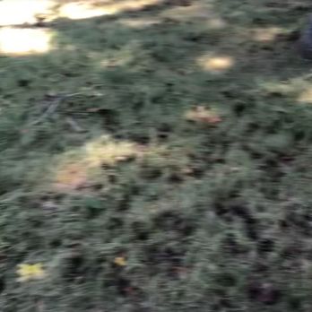 TurfPride - Lawn 1st summer - Tree Services Near Me - Kennesaw, Georgia