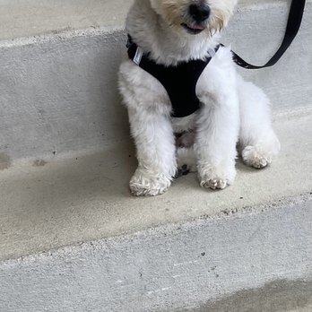 Classy Canine's Wiggle Rumps - after - Pet Groomers Near Me - Castrovalley, California