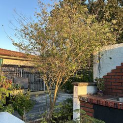 Galloway Farm Nursery - My Almond Tree ( Almond Bush trained into a tree)