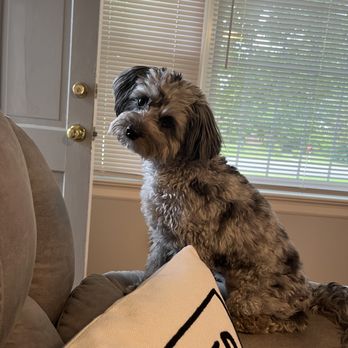 AUSSIE PET MOBILE CENTRAL VIRGINIA - Updated January 2025 - 40