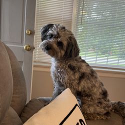 Aussie Pet Mobile of Central Virginia - Perfect Aussie Doodle groom every time!