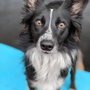 Photo of Lucky Dog Daycare