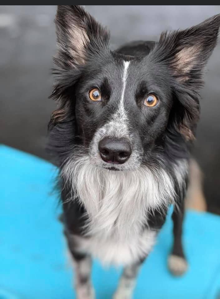 Lucky Dog Daycare - pet boarding facility in Tacoma, WA