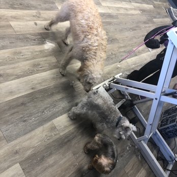 Pitt County K9 Academy - Clean lovely gray floors. - Pet Groomers Near Me - Winterville, North Carolina Pitt County K9 Academy - Clean lovely gray floors. - Pet Groomers Near Me - Winterville, North Carolina