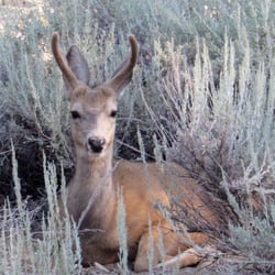 Robinson Creek Campground - Deer right across from our campsite