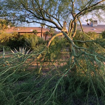 No Bull Trees - Another major portion of the tree gone. - Tree Services Near Me