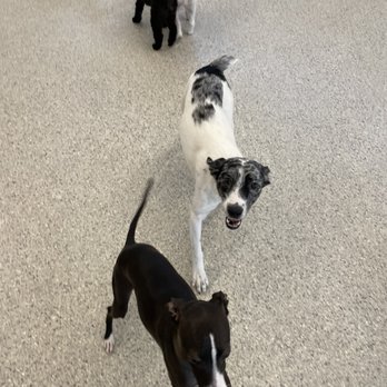 Bark Club - Josie playing with new friends - Pet Boarding Near Me - Gretna, Nebraska