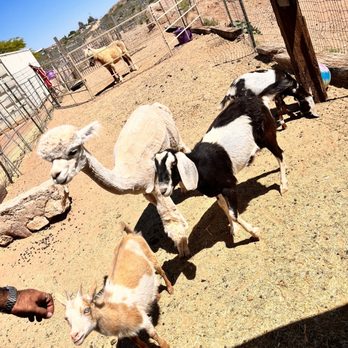 Good Enough Mine Tour - Petting Zoo - Historical Tours Near Me - Tombstone, Arizona