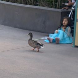 Lancaster High School - QUACK QUACK QUACK QUACK QUACK QUACK QUACK QUACK QUACK QUACK QUACK QUACK