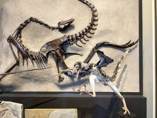 Canadian Museum of Nature / Musée canadien de la nature by null