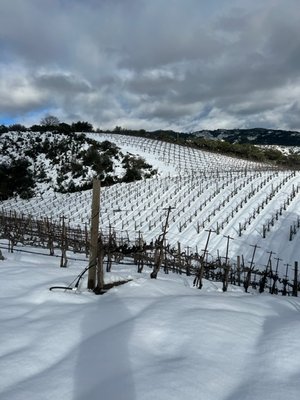 BobDog Wines by null